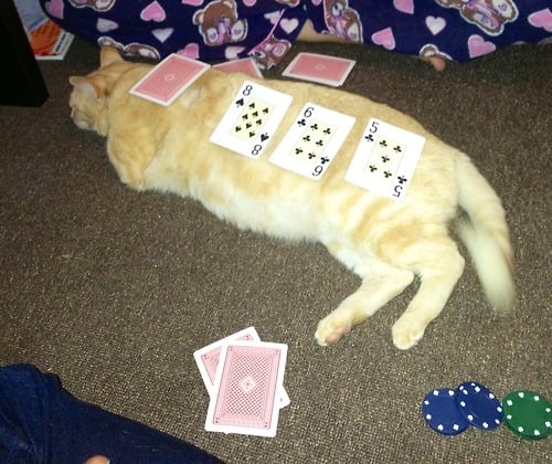 This isa picture of a ct lying on its side with 4 cards on it, 3 face up, one face down. If you practice the method for counting cards discussed above, you can see that the value of the cards on the cat is +2. Above the picture you can read about step 2., of this Hi-lo card counting tutorial, which is about assigning numerical value to blackjack cards and then adding the values of each card in the shoe.