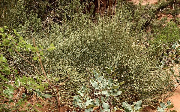 This Is A Picture Of An Ephedra Sinica Bush In The Wild Ephedra Is