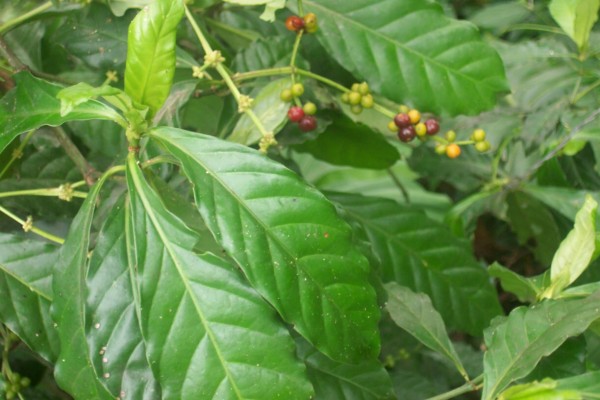 psychotria_viridis-e1447418691877.jpg